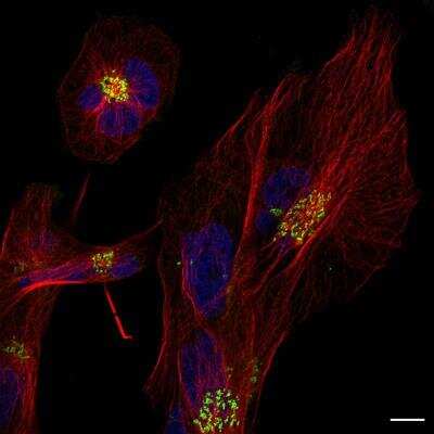 Immunocytochemistry/Immunofluorescence: TGN46 Antibody [Alexa Fluor® 488] [NBP1-49643AF488] - TGN46 Antibody [Alexa Fluor 488] [NBP1-49643AF488] - T98G glioblastoma cells probed for Golgi (Alexa Fluor 488 conjugated TGN-46 antibody, Green), tubulin (Alexa Fluor 594, Red), and nucleus (DAPI, Blue). Image provided by customer.